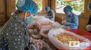 干旱天气影响收成 柬埔寨腰果出口降两成-千博