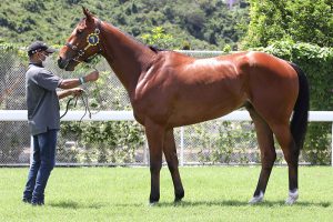 估价近千万!全国目前最大规模的赛马司法拍卖将开始,源起什么?-千博