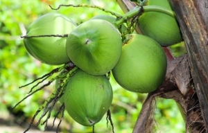 为重夺亚洲椰子王国称号 菲律宾政府望种植1亿棵椰子树-千博