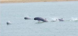 “江上看捕鱼，看江豚，一次只要8万”！缅甸曼德勒这趟旅程，我想去！-千博