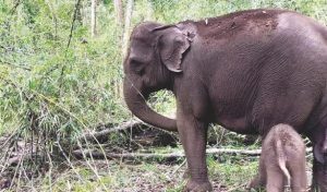 蒙多基里省有野象出没-千博