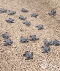 长滩岛成为濒临灭绝海龟避风港-千博