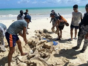 菲律宾巴拉湾发现810万巨型蛤壳-千博