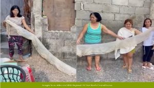 大蟒蛇蜕皮后留下蛇皮 社区居民惶恐不安-千博