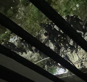 网友投稿:昨晚柬埔寨木牌东泰园区跳楼自杀了一个人-千博