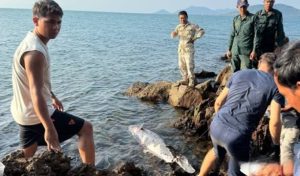 白马省发现一头80公斤海豚死亡！-千博