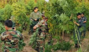 柬埔寨警方发现400颗大麻树，园主已逃之夭夭！-千博