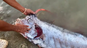 花莲强震前30小时 菲律宾小岛捕获「罕见地震鱼」-千博